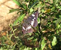 Limenitis reducta farfalla nera con macchie chiare