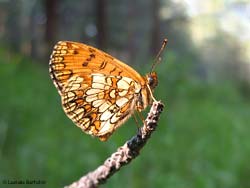 Melitaea sp. ferma in cima ad un bastoncino