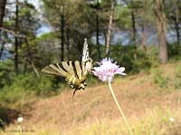 Iphiclides podalirius