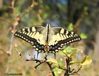 Papilio machaon ad ali aperte sl sole