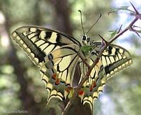 Papilio machaon foto da sotto