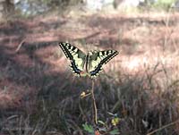 Papilio machaon