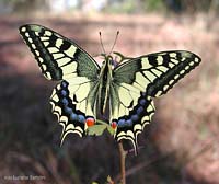 Papilio machaon