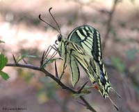 Papilio machaon