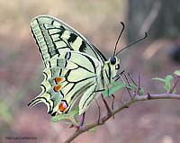 Papilio machaon