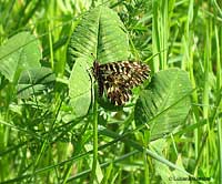 Zerynthia polyxena