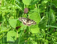 Zerynthia polyxena