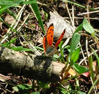 Farfalla Lycaena Phlaeas