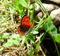 Lycaena Phlaeas una farfalla vistosa