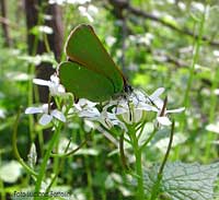 Callophrys rubi