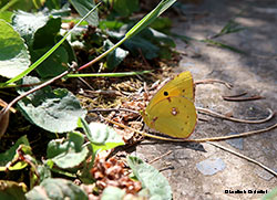 Colias croceus