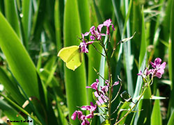 Pieride: Genepteryx Rhamn  Cedronella