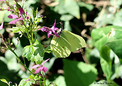 Pieride: Genepteryx Rhamn  Cedronella