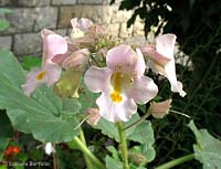 Proboscidea louisianica