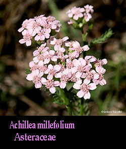Achillea millefoglie