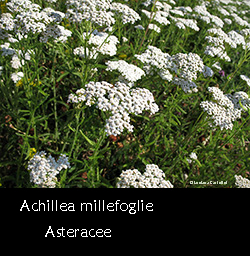 Achillea millefoglie