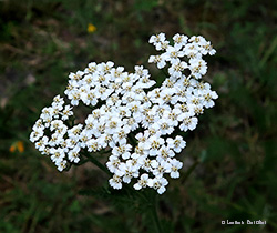 Achillea millefolium