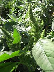 Amaranthus retroflexus