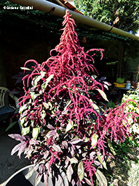 Grande pianta di Amaranto red