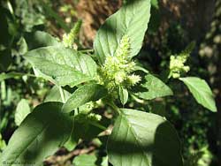 Amaranthus retroflexus, l'amaranto verde