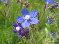 fiore di Buglossa azzurra