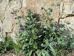 Pianta di Anchusa undulata - Buglossa ondulata