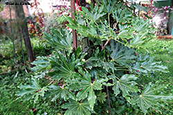 Fatsia japonica