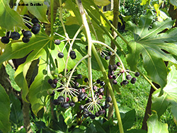 Fatsia japonica - aralia con bacche