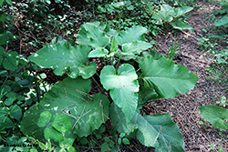 Bardana - Arctium Lappa