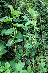 Aristolochia clematitis