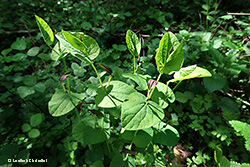 Aristolochia rotunda - Aristolòchia tonda