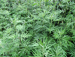 Artemisia Vulgaris