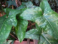 Arum italicum - Gigaro, Pan di serpe