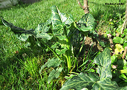 Arum italicum - Gigaro, Pan di serpe