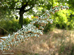 fiori di Artemisia absinthium, l'assenzio maggiore