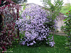 Pianta di Aster amellus