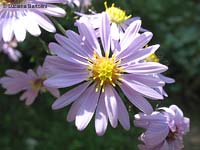 fiore di Aster Amellus - Cielo stellato