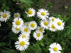 Margherita di campo 'Bellis Perennis'