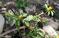 Bidens tripartita