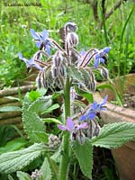 Borago officinalis