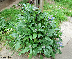 Borago officinalis pianta