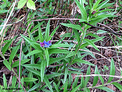 Erba perla Azzurra - Buglossoides purpurocaerulea