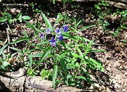 Erba perla Azzurra - Buglossoides purpurocaerulea