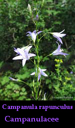 Campanula rapunculus