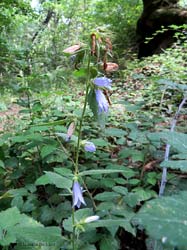 Campanula trachelium