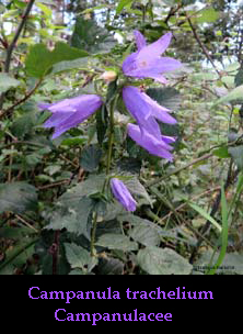 Campanula trachelium