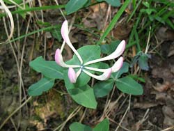 Lonicera caprifolium