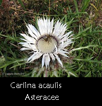 fiore di Carlina bianca