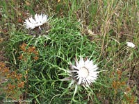 Pianta spinosa di Carlina acaulis, Carlina bianca del pratomagno