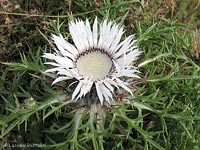 fiore di Carlina bianca